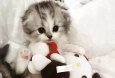 スコティッシュフォールド(折れ耳)【神奈川県・男の子・2025年5月29日・シルバータビーアンドホワイト】の写真10「♡」