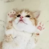 スコティッシュフォールド(立ち耳)【神奈川県・男の子・2025年6月21日・レッドタビーアンドホワイト】の写真11