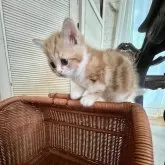 スコティッシュフォールド(立ち耳)【神奈川県・男の子・2025年6月21日・レッドタビーアンドホワイト】の写真15「♡」