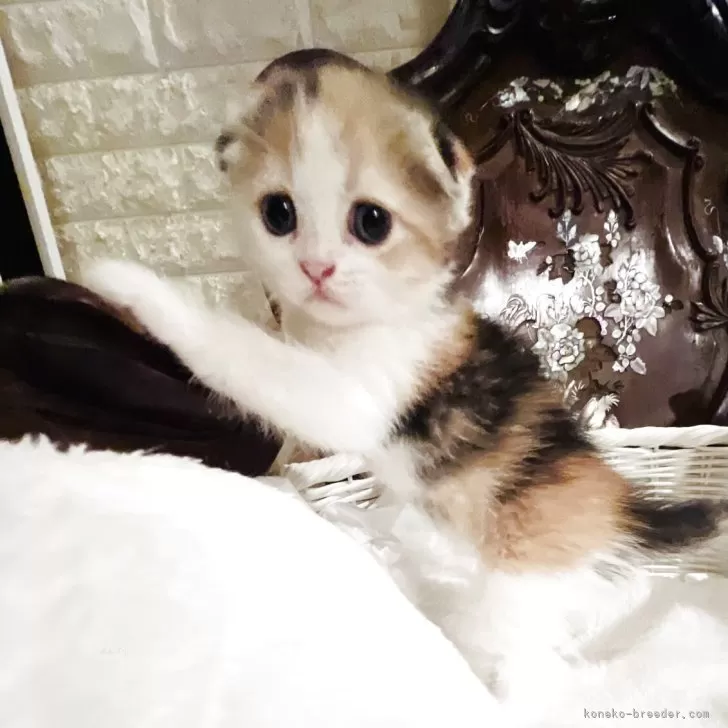 バンカーE 様のお迎えした子猫