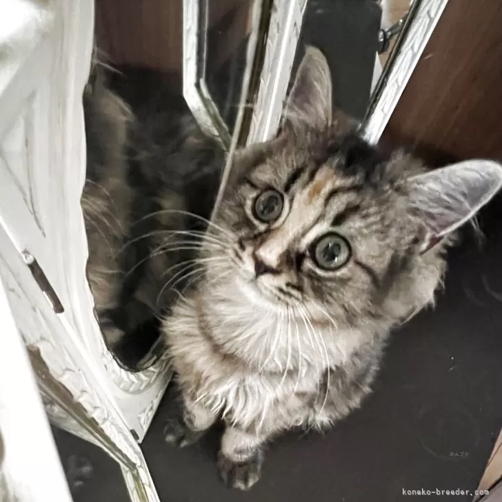 ID：2506-00575の子猫
