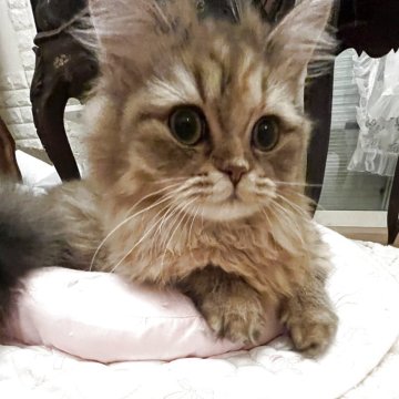 スコティッシュフォールド(立ち耳)【神奈川県・女の子・2025年5月6日・ブラウンタビー】の写真「５月産まれの天使♡」