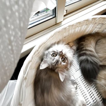 スコティッシュフォールド(立ち耳)【神奈川県・女の子・2025年5月23日・ダイリュートキャリコ】の写真「5月生まれの天使♡」