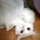 スコティッシュフォールド(折れ耳)