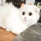 スコティッシュフォールド(折れ耳)