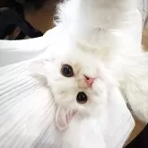 スコティッシュフォールド(立ち耳)