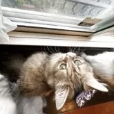 スコティッシュフォールド(立ち耳)【神奈川県・女の子・2025年5月6日・ブラウンタビー】の写真2「メチャクチャ甘えん坊さんです♡一緒にベタベタしてくださる方、よろしくお願いいたします♡」