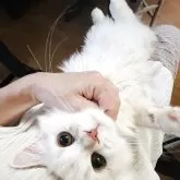 スコティッシュフォールド(立ち耳)【神奈川県・男の子・2025年5月8日・クリームタビーアンドホワイト】の写真2「骨格もしっかりしていて優しいミルクティーカラーのフワフワ♡モフモフさんです♡」