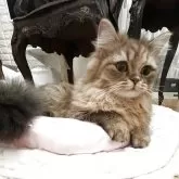 スコティッシュフォールド(立ち耳)【神奈川県・女の子・2025年5月6日・ブラウンタビー】の写真2「メチャクチャ甘えん坊さんです♡一緒にベタベタしてくださる方、よろしくお願いいたします♡♡」