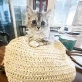 スコティッシュフォールド(立ち耳)【神奈川県・女の子・2025年5月23日・ダイリュートキャリコ】の写真3「♡」