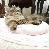 スコティッシュフォールド(立ち耳)【神奈川県・女の子・2025年5月6日・ブラウンタビー】の写真3「お顔も性格もチャーミングすぎます♡♡」