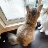 スコティッシュフォールド(立ち耳)【神奈川県・女の子・2025年5月6日・ブラウンタビー】の写真3「お顔も性格もチャーミングすぎます♡」