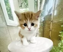 スコティッシュフォールド(立ち耳)【神奈川県・男の子・2025年6月21日・レッドタビーアンドホワイト】の写真5