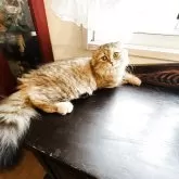 スコティッシュフォールド(立ち耳)【神奈川県・女の子・2025年5月6日・ブラウンタビー】の写真5「可愛くてたまらない♡と、いう感じの子です♡♡」