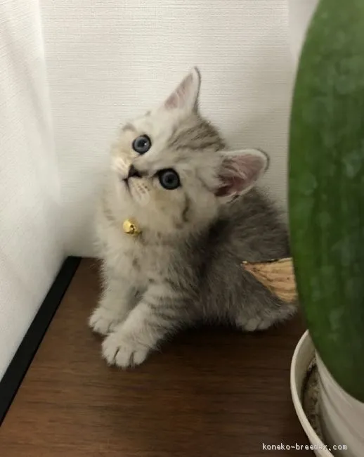 ID：2006-01655の子猫