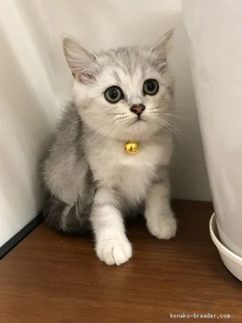 ID:2007-00047の子猫
