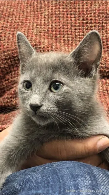 チューイ 様のお迎えした子猫