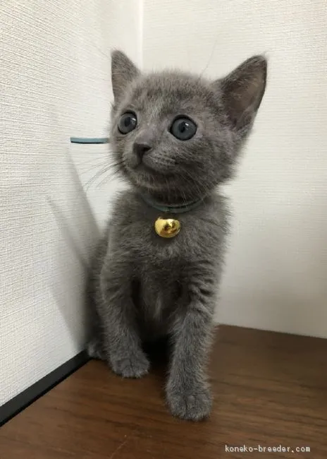 ID：2006-01670の子猫