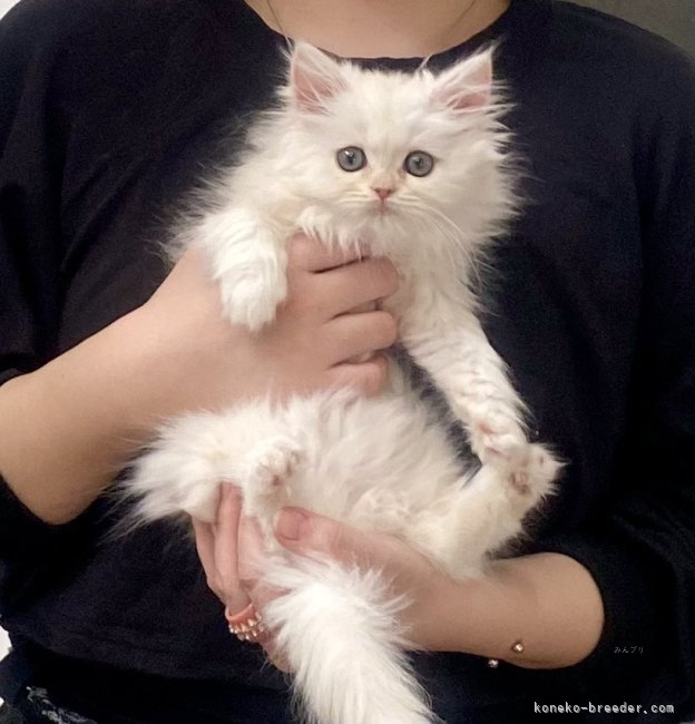 木村あゆみブリーダーのブログ：お迎えがありました💕