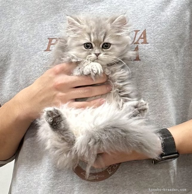 木村あゆみブリーダーのブログ：みるちゃん💕