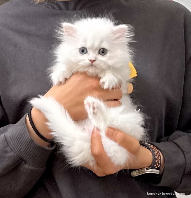 木村あゆみブリーダーのブログ：ゆきまるちゃん💕