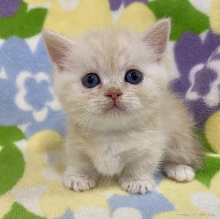 ID:2311-01877の子猫