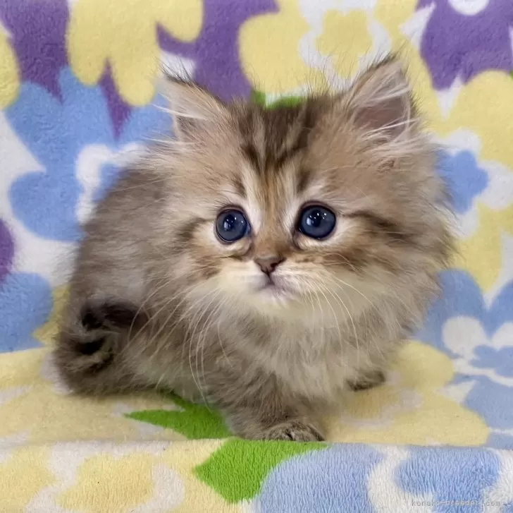 ID：2402-00921の子猫