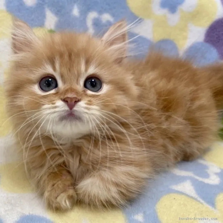 ID：2306-02148の子猫