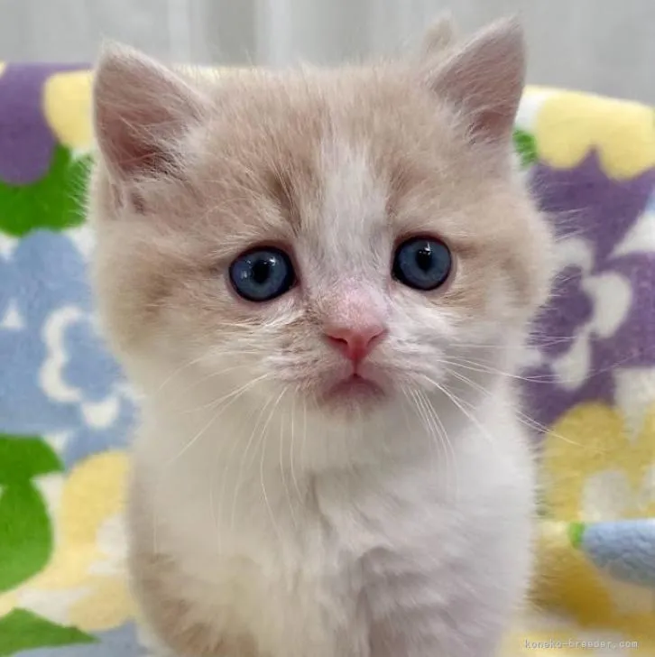 マンチカン(短足)【神奈川県・男の子・2022年11月24日・クリームタビー&amp;ホワイト】の写真1「1月4日撮影」