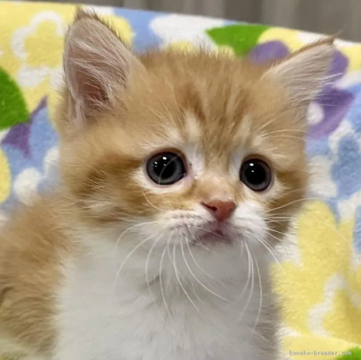 ID:2301-01380の子猫