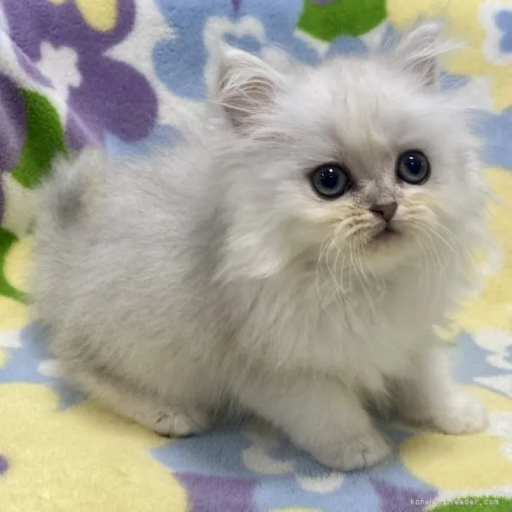 ID:2305-00224の子猫