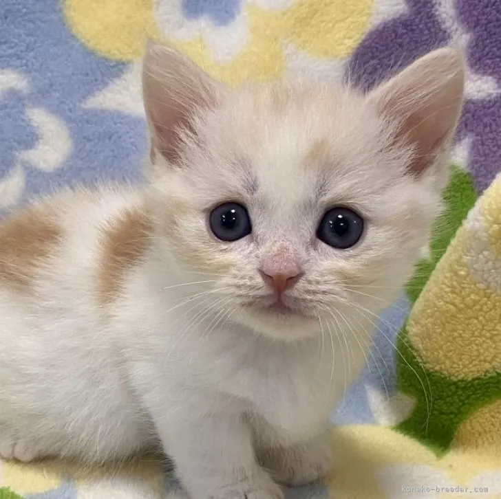 ID:2306-03769の子猫
