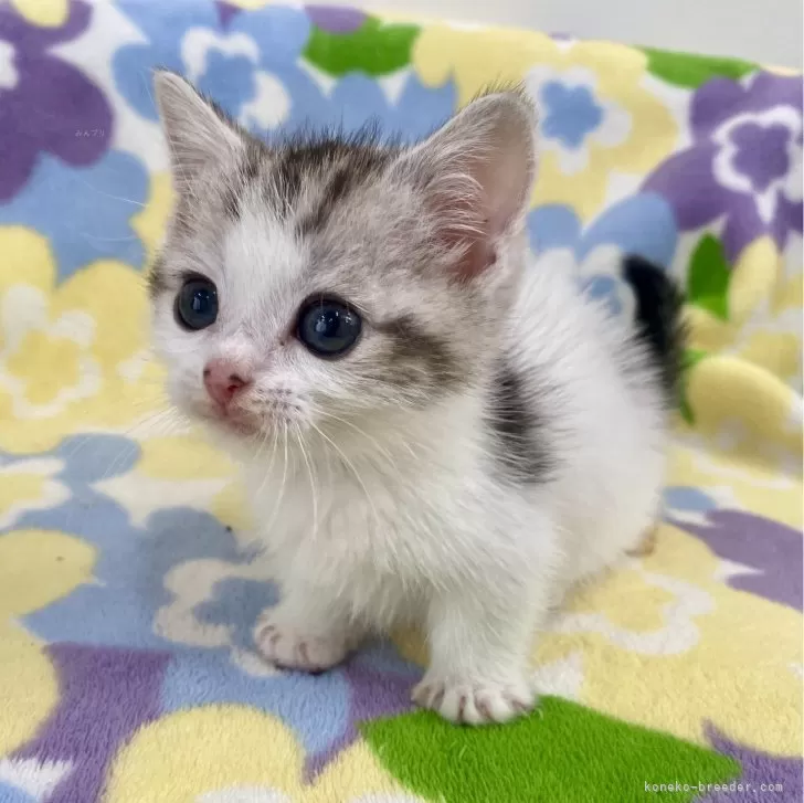 ID：2312-02329の子猫
