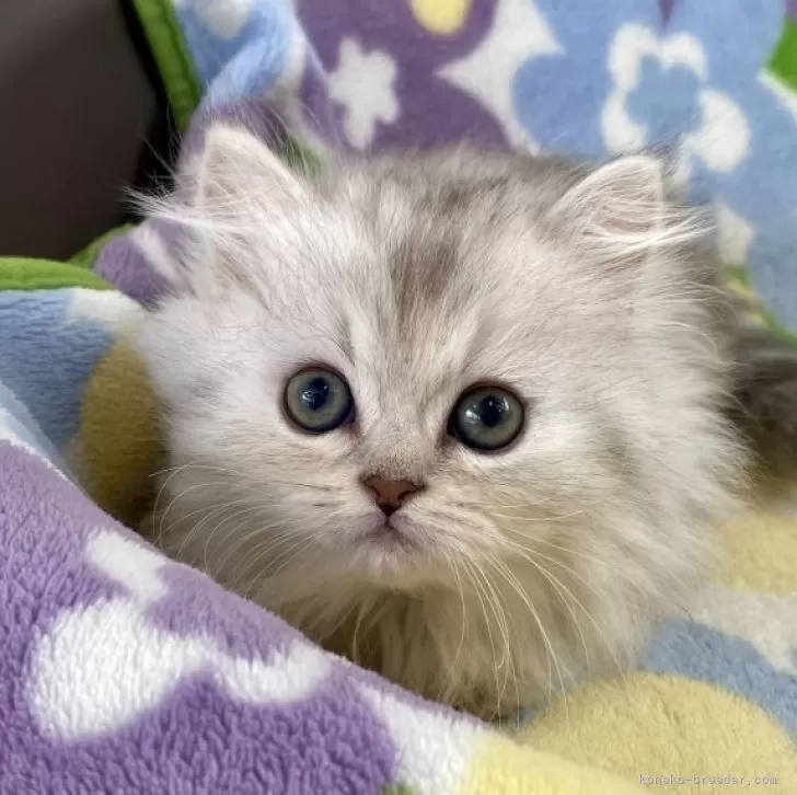ID：2311-00484の子猫