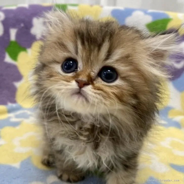 ID：2305-01727の子猫