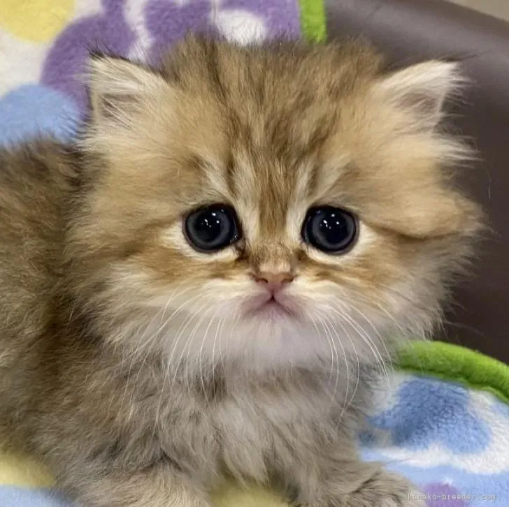 ID：2212-02220の子猫