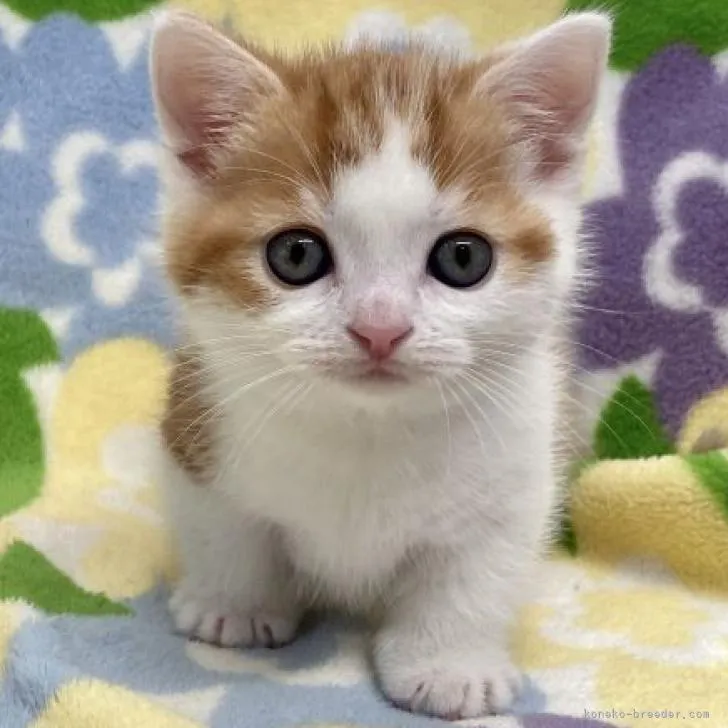 ID：2301-01840の子猫