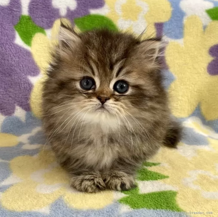 ID:2401-00425の子猫