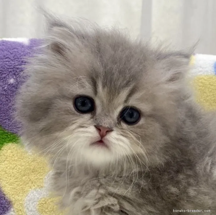 ID：2303-01594の子猫