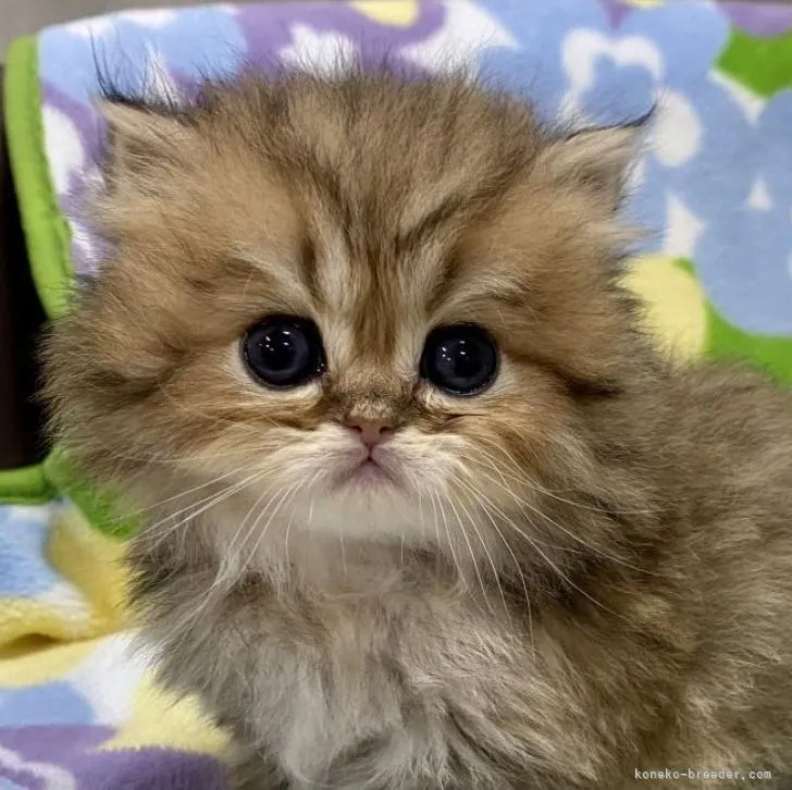 ID：2212-02218の子猫