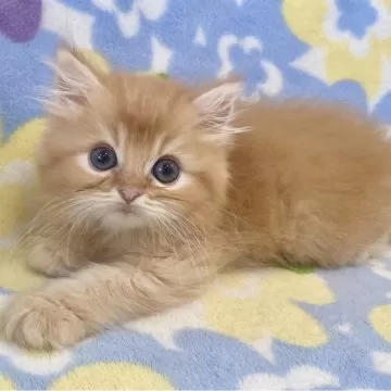 マンチカン(長足)【神奈川県・男の子・2024年7月3日・レッドタビー】足