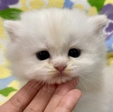 ミヌエット(長足)【神奈川県・男の子・2023年4月11日・クリーム（長毛）】の写真「きれいなクリーム色です。
足長・長毛・男の子。」