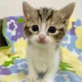 マンチカン(長足)【神奈川県・男の子・2023年12月1日・ブラウンタビー&ホワイト】の写真1「1月5日撮影」