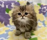 ペルシャ(チンチラ)【神奈川県・男の子・2023年4月7日・チンチラゴールデン】の写真2「6月7日撮影」