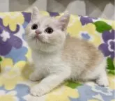 マンチカン(長足)【神奈川県・男の子・2023年5月23日・クリームタビー&ホワイト】の写真3「7月22日撮影」