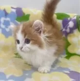 ミヌエット(短足)【神奈川県・男の子・2024年6月5日・レッドタビー&ホワイト】の写真3