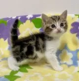 マンチカン(長足)【神奈川県・男の子・2023年12月1日・ブラウンタビー&ホワイト】の写真4「1月5日撮影」