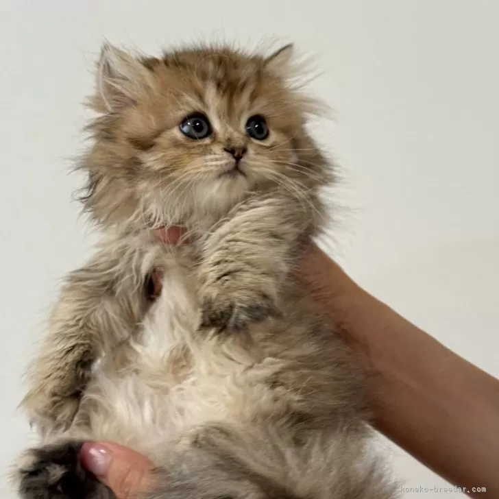 ID：2508-00055の子猫