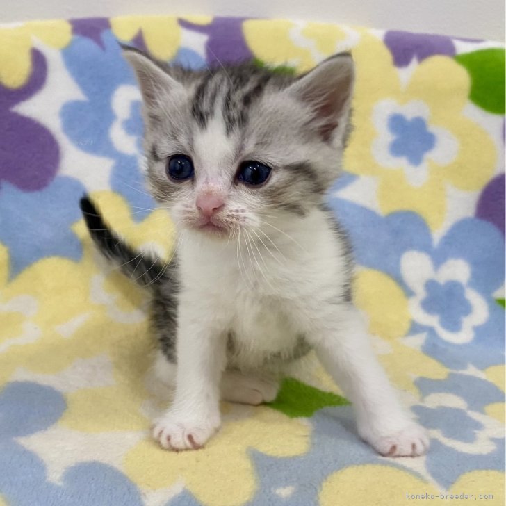 足の長いマンチカン マンチカン(長足)【神奈川県・男の子・2024年11月25日・シルバータビー