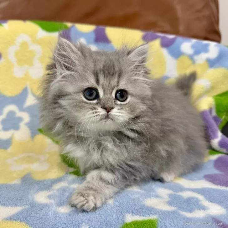 ID：2510-01354の子猫